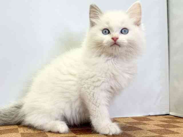 愛媛県のラグドール (ひごペットフレンドリーエミフルMASAKI店/2025年9月12日生まれ/男の子/ブルーポイントバイカラー)の子猫の2枚目の画像