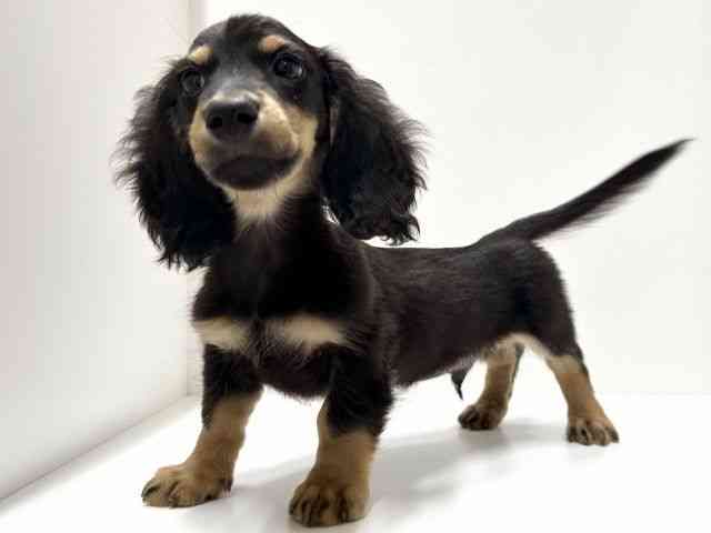 愛知県のミニチュアダックスフンド(ロング) (ひごペットフレンドリーららぽーと名古屋みなとアクルス店/2025年9月12日生まれ/男の子/ブラックタン)の子犬の2枚目の画像