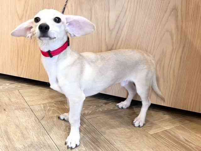 京都府のチワックス(チワワ×ダックス) (ひごペットフレンドリーイオンモール高の原店/2025年9月13日生まれ/男の子/クリーム)の子犬の2枚目の画像