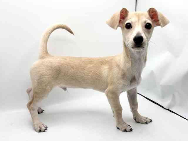 大阪府のチワックス(チワワ×ダックス) (ひごペットフレンドリーみのおキューズモール店/2025年9月13日生まれ/男の子/クリーム)の子犬の2枚目の画像