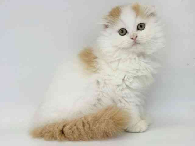 大阪府のスコティッシュフォールド (ひごペットフレンドリー瓜破店/2025年9月14日生まれ/男の子/レッドタビーホワイト)の子猫の2枚目の画像