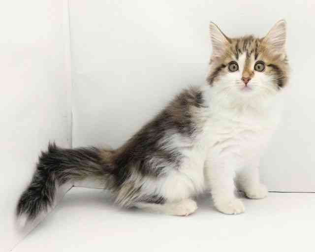 兵庫県のノルウェージャンフォレストキャット (ひごペットフレンドリークラウンパーク伊丹店/2025年8月31日生まれ/女の子/ブラウンタビーホワイト)の子猫の2枚目の画像