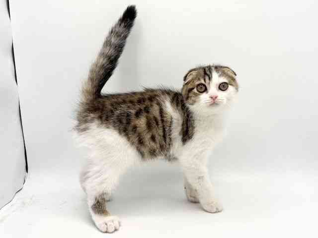 大阪府のスコティッシュフォールド (ひごペットフレンドリーみのおキューズモール店/2025年8月28日生まれ/男の子/ブラウンマッカレルタビーホワイト)の子猫の2枚目の画像