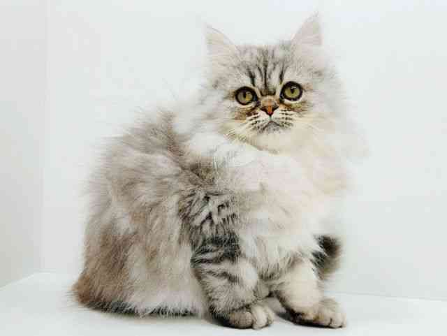 広島県のペルシャ (ひごペットフレンドリーフジグラン神辺店/2025年9月11日生まれ/男の子/シルバータビー)の子猫の2枚目の画像