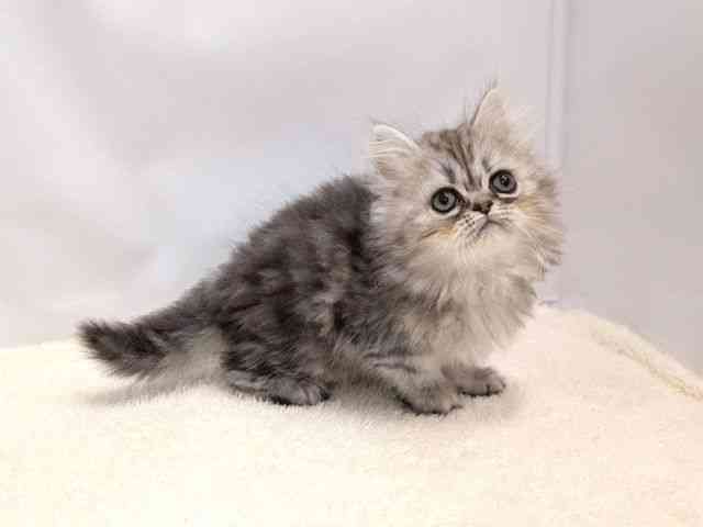 広島県のペルシャ (ひごペットフレンドリーゆめタウン廿日市店/2025年9月11日生まれ/男の子/シルバータビー)の子猫の2枚目の画像