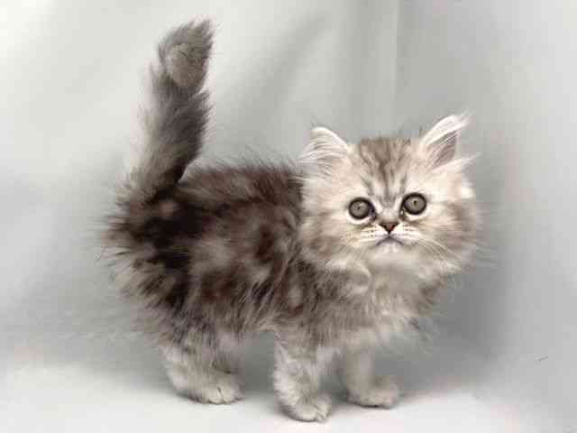 京都府のペルシャ (ひごペットフレンドリー洛北阪急スクエア店/2025年9月11日生まれ/女の子/シルバータビー)の子猫の2枚目の画像