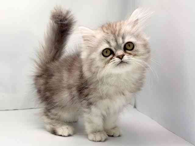 京都府のペルシャ (ひごペットフレンドリー洛北阪急スクエア店/2025年9月11日生まれ/女の子/シルバータビー)の子猫の2枚目の画像