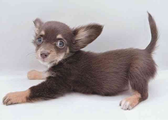 島根県のチワックス(チワワ×ダックス) (ひごペットフレンドリーイオン松江ショッピングセンター店/2025年9月12日生まれ/女の子/チョコレートクリーム)の子犬の2枚目の画像