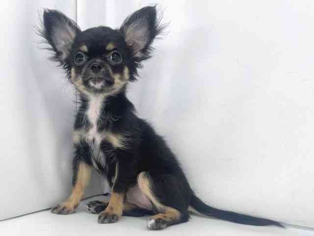 兵庫県のチワワ(ロング) (ひごペットフレンドリーイオンタウン加古川店/2025年9月13日生まれ/女の子/ブラックタンホワイト)の子犬の2枚目の画像