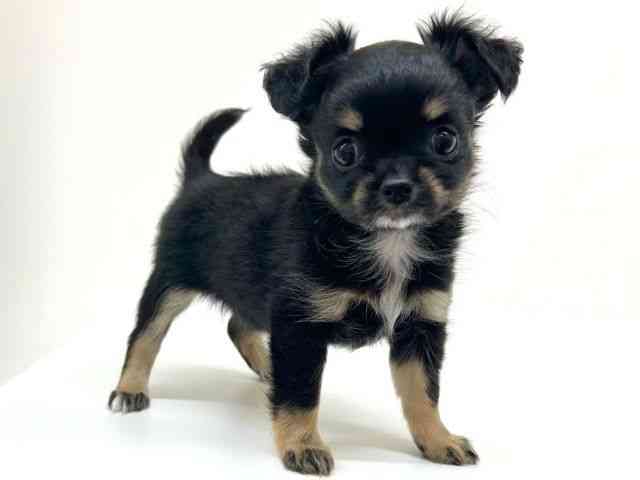 兵庫県のチワワ(ロング) (ひごペットフレンドリーブルメールHAT神戸店/2025年9月13日生まれ/女の子/ブラックタンホワイト)の子犬の2枚目の画像