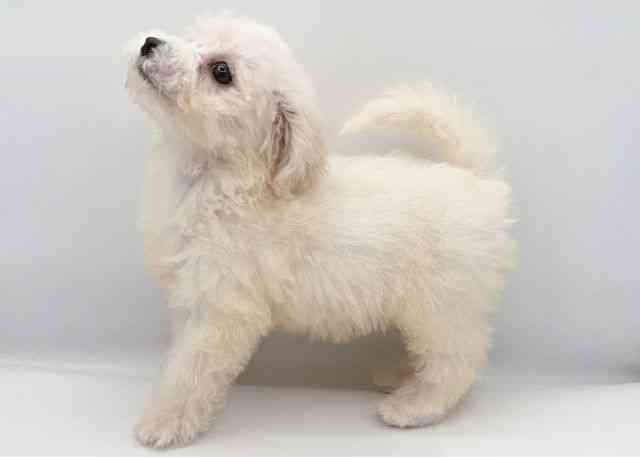 島根県のビションフリーゼ (ひごペットフレンドリーイオン松江ショッピングセンター店/2025年9月14日生まれ/女の子/ホワイト)の子犬の2枚目の画像