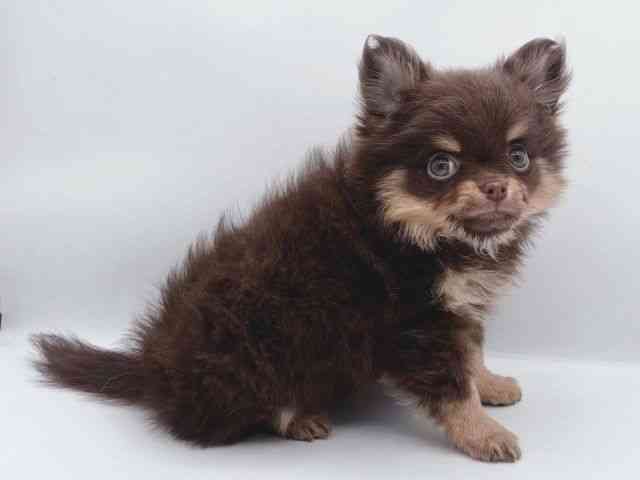 島根県のポメチワ/チワポメ/ポメチー(ポメラニアン×チワワ) (ひごペットフレンドリーイオン松江ショッピングセンター店/2025年9月14日生まれ/女の子/チョコレートタン)の子犬の2枚目の画像