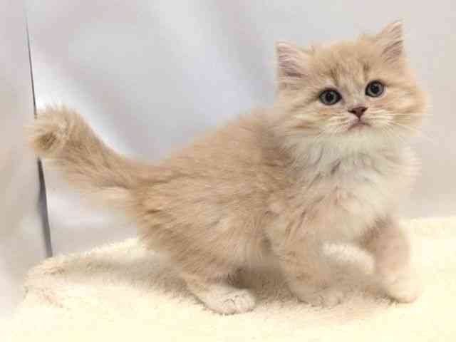 広島県のミヌエット (ひごペットフレンドリーゆめタウン廿日市店/2025年9月15日生まれ/男の子/クリームタビーホワイト)の子猫の2枚目の画像