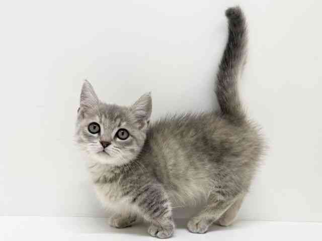 大阪府のマンチカン (ひごペットフレンドリーくずはモール店/2025年9月7日生まれ/女の子/ブルータビー)の子猫の2枚目の画像