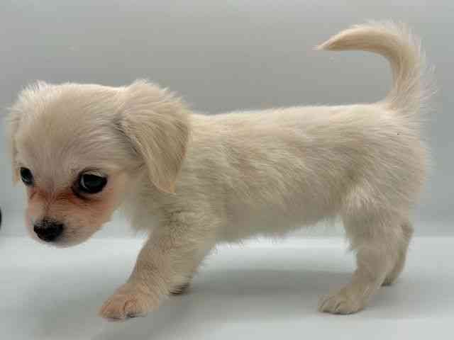 愛知県のチワックス(チワワ×ダックス) (ひごペットフレンドリープライムツリー赤池店/2025年9月13日生まれ/女の子/クリームホワイト)の子犬の2枚目の画像