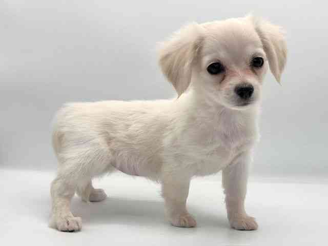 愛知県のチワックス(チワワ×ダックス) (ひごペットフレンドリープライムツリー赤池店/2025年9月13日生まれ/女の子/クリームホワイト)の子犬の2枚目の画像