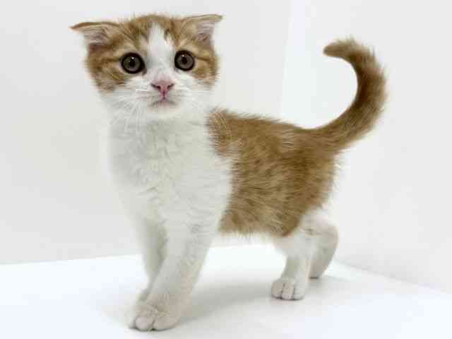 大阪府のスコティッシュフォールド (ひごペットフレンドリーくずはモール店/2025年9月7日生まれ/男の子/レッドタビーホワイト)の子猫の2枚目の画像