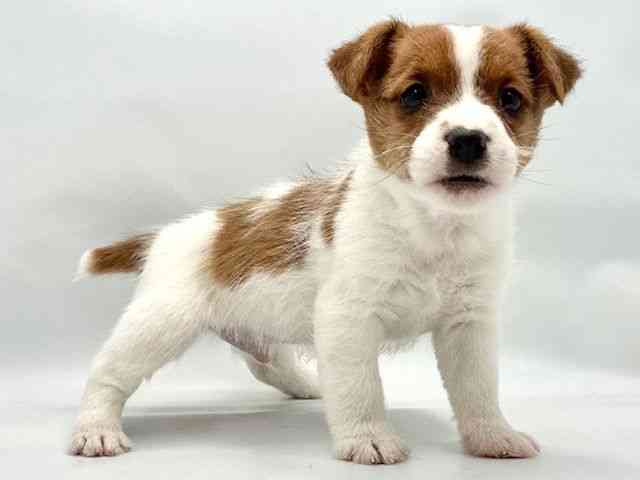 大阪府のジャックラッセルテリア (ひごペットフレンドリー東淀川店/2025年9月7日生まれ/男の子/ホワイトタン)の子犬の2枚目の画像