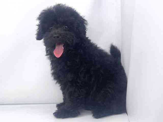 兵庫県のトイプードル(トイ) (ひごペットフレンドリーイオンタウン加古川店/2025年9月13日生まれ/男の子/ブラック)の子犬の2枚目の画像