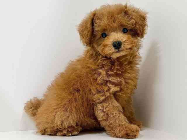 奈良県のトイプードル(トイ) (ひごペットフレンドリーイオンモール橿原ウエスト・ビレッジ店/2025年9月12日生まれ/女の子/レッド)の子犬の2枚目の画像