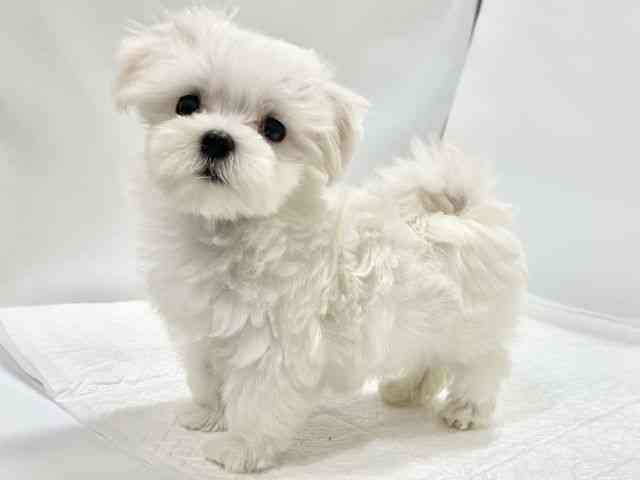 高知県のマルチーズ (ひごペットフレンドリーイオンモール高知店/2025年9月14日生まれ/男の子/ホワイト)の子犬の2枚目の画像