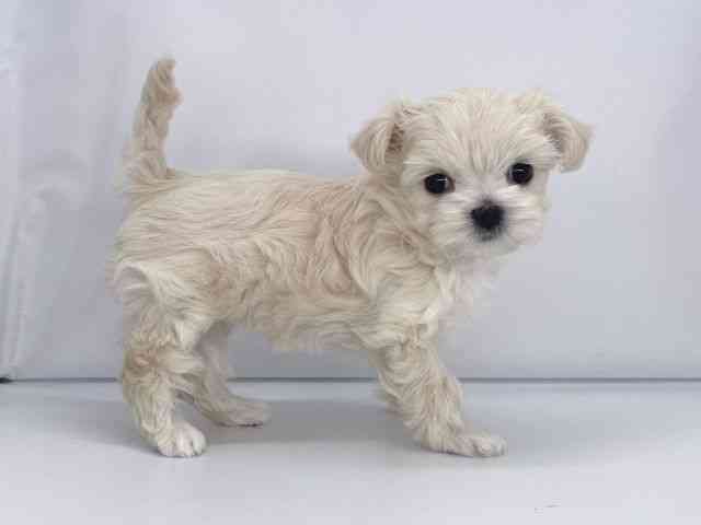 兵庫県のチワマル/マルチワ(チワワ×マルチーズ) (ひごペットフレンドリーイオンタウン加古川店/2025年9月14日生まれ/女の子/クリーム)の子犬の2枚目の画像