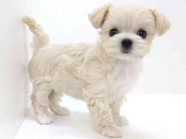 大阪府のチワマル/マルチワ(チワワ×マルチーズ) (ひごペットフレンドリーいこらもーる泉佐野店/2025年9月14日生まれ/女の子/クリーム)の子犬の2枚目の画像