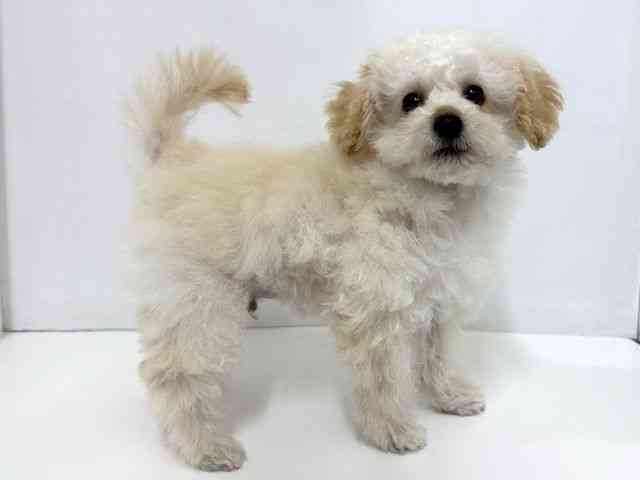 大阪府のトイプードル(トイ) (ひごペットフレンドリーベルファⅡ都島店/2025年9月13日生まれ/男の子/ペールフォーン)の子犬の2枚目の画像