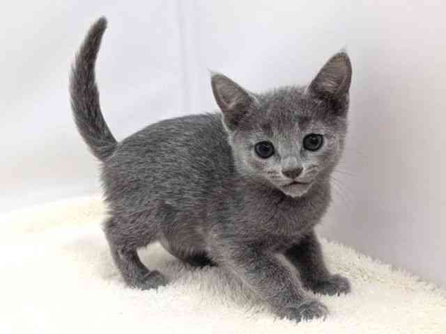 広島県のロシアンブルー (ひごペットフレンドリーゆめタウン廿日市店/2025年9月12日生まれ/男の子/ブルー)の子猫の2枚目の画像