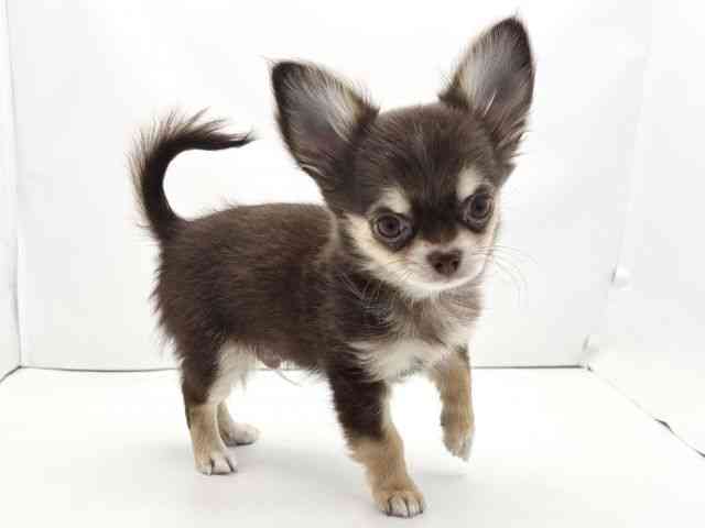 兵庫県のチワワ(ロング) (ひごペットフレンドリークラウンパーク伊丹店/2025年9月16日生まれ/男の子/チョコレートタン)の子犬の2枚目の画像