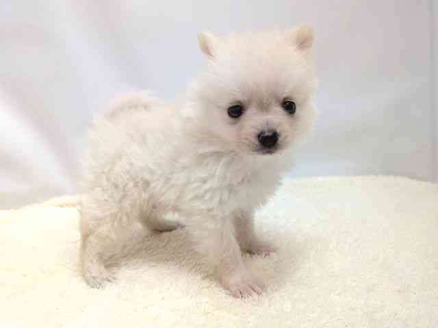 広島県のポメラニアン (ひごペットフレンドリーゆめタウン廿日市店/2025年9月14日生まれ/男の子/ホワイト)の子犬の2枚目の画像