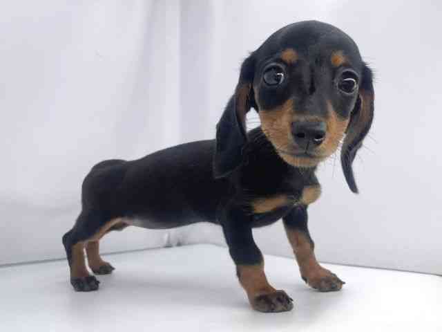 兵庫県のミニチュアダックスフンド(スムース) (ひごペットフレンドリーイオンタウン加古川店/2025年9月6日生まれ/女の子/ブラックタン)の子犬の2枚目の画像