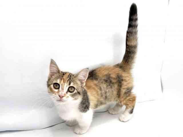 大阪府のマンチカン (ひごペットフレンドリーみのおキューズモール店/2025年9月15日生まれ/女の子/キャリコ)の子猫の2枚目の画像