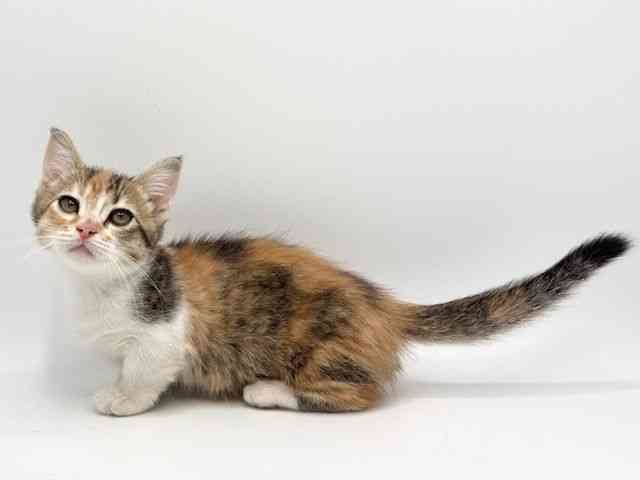 大阪府のマンチカン (ひごペットフレンドリーみのおキューズモール店/2025年9月15日生まれ/女の子/キャリコ)の子猫の2枚目の画像