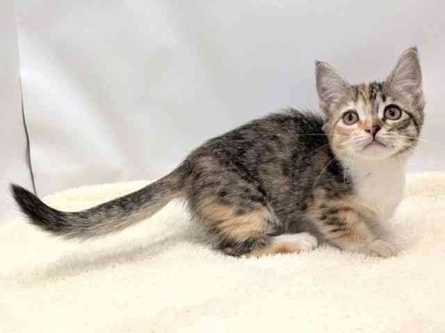 広島県のマンチカン (ひごペットフレンドリーゆめタウン廿日市店/2025年9月15日生まれ/女の子/キャリコ)の子猫の2枚目の画像