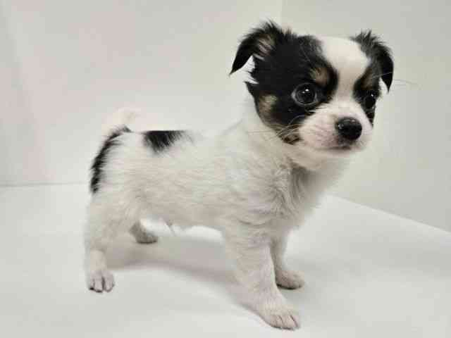 愛知県のチワワ(ロング) (ひごペットフレンドリーイトーヨーカドー知多店/2025年9月15日生まれ/男の子/ホワイトブラックタン)の子犬の2枚目の画像