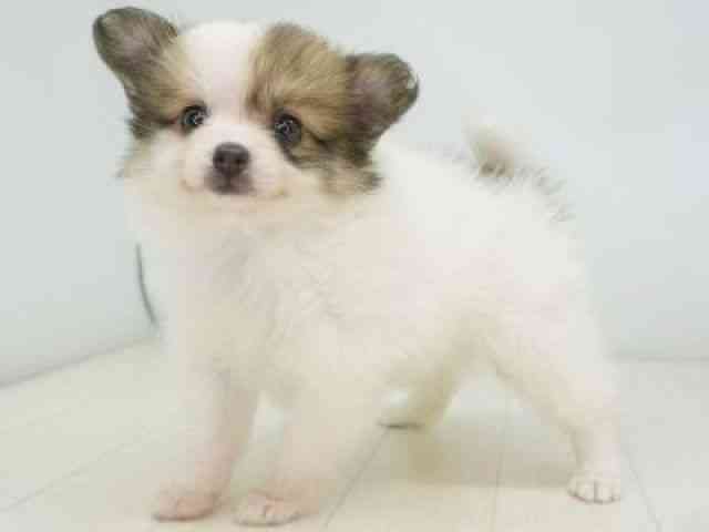 福岡県のポメチワ/チワポメ/ポメチー(ポメラニアン×チワワ) (ひごペットフレンドリーゆめタウン筑紫野店/2025年9月13日生まれ/女の子/パーティーカラー)の子犬の2枚目の画像