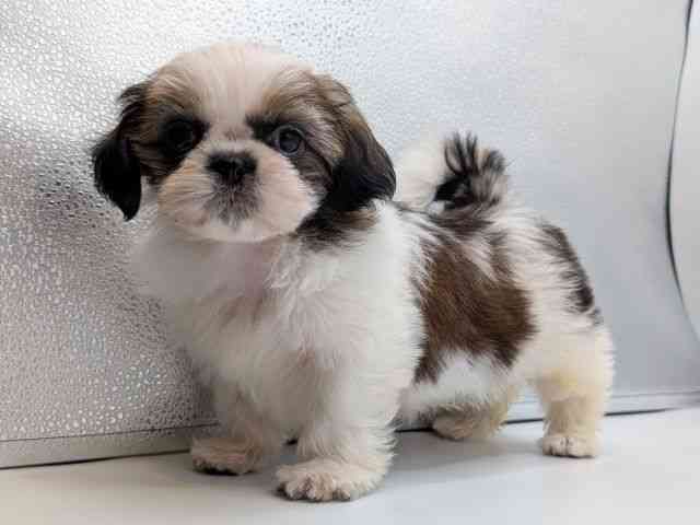 香川県のシーズー (ひごペットフレンドリーゆめタウン高松店/2025年9月16日生まれ/女の子/ホワイトゴールド)の子犬の2枚目の画像