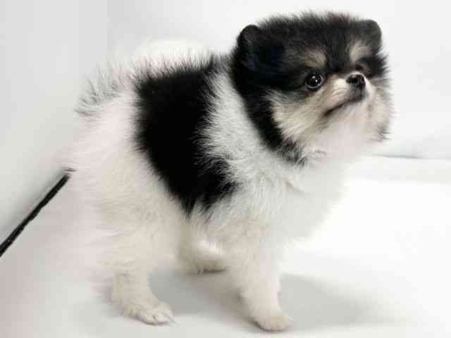 愛媛県のポメラニアン (ひごペットフレンドリーイオンモール今治新都市店/2025年9月15日生まれ/男の子/パーティーカラー)の子犬の2枚目の画像