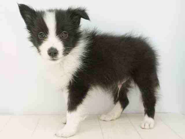 福岡県のシェットランドシープドッグ (ひごペットフレンドリーゆめタウン筑紫野店/2025年9月15日生まれ/男の子/バイブラック)の子犬の2枚目の画像