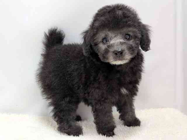 広島県のトイプードル(トイ) (ひごペットフレンドリーゆめタウン廿日市店/2025年9月15日生まれ/女の子/シルバー)の子犬の2枚目の画像