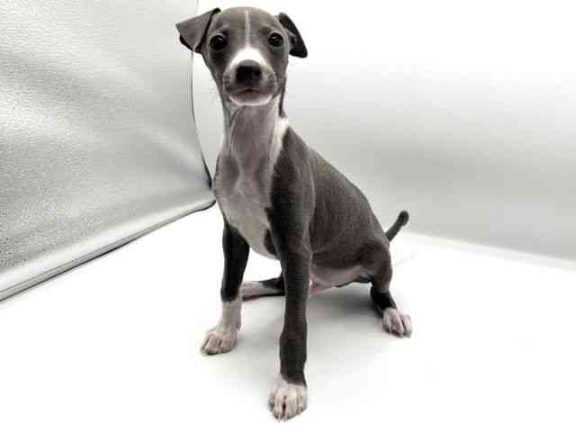 京都府のイタリアングレーハウンド (ひごペットフレンドリーイオンモール高の原店/2025年9月15日生まれ/男の子/ブルーホワイト)の子犬の2枚目の画像