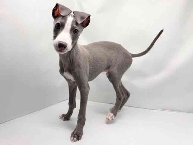 イタリアン・グレーハウンド | ひごペットフレンドリー 【 公式サイト 】