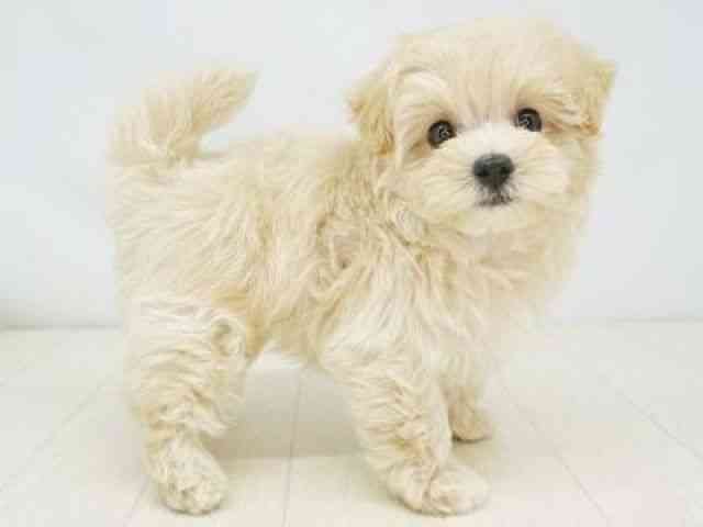 福岡県のマルプー(マルチーズ×プードル) (ひごペットフレンドリーゆめタウン筑紫野店/2025年9月14日生まれ/女の子/アプリコット)の子犬の2枚目の画像