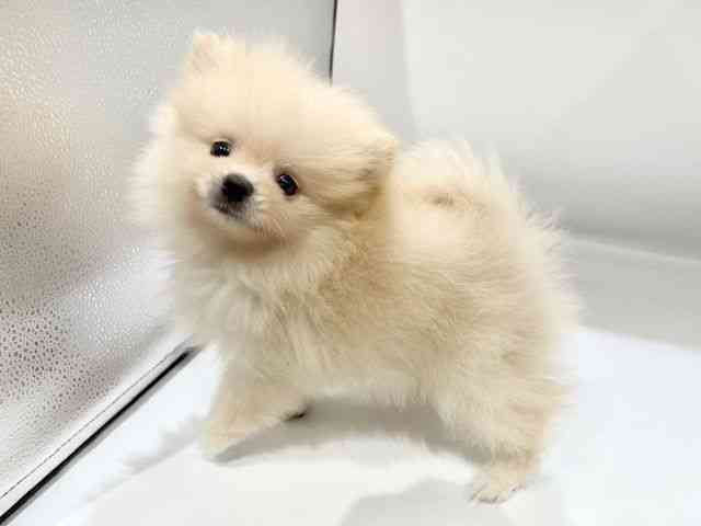 大阪府のポメラニアン (ひごペットフレンドリーイオンタウン豊中庄内店/2025年9月7日生まれ/男の子/クリーム)の子犬の2枚目の画像