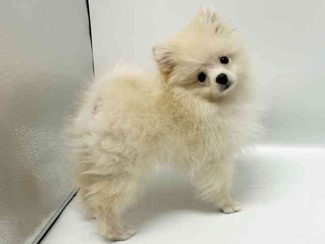 大阪府のポメラニアン (ひごペットフレンドリーイオンタウン豊中庄内店/2025年9月7日生まれ/男の子/クリーム)の子犬の2枚目の画像
