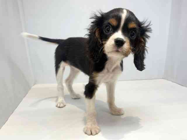 大阪府のキャバリアキングチャールズスパニエル (ひごペットフレンドリーセブンパーク天美店/2025年9月9日生まれ/女の子/トライカラー)の子犬の2枚目の画像