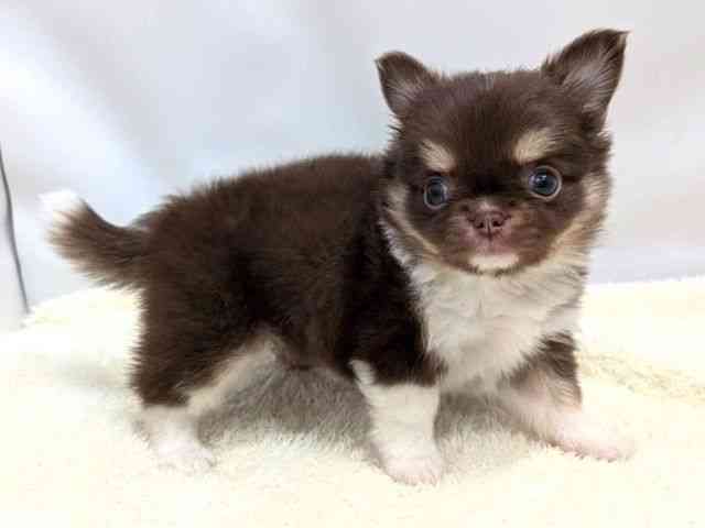 広島県のチワワ(ロング) (ひごペットフレンドリーゆめタウン廿日市店/2025年9月16日生まれ/女の子/チョコレートタンホワイト)の子犬の2枚目の画像