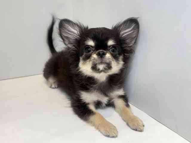 大阪府のチワワ(ロング) (ひごペットフレンドリーセブンパーク天美店/2025年9月15日生まれ/男の子/ブラックタンホワイト)の子犬の2枚目の画像