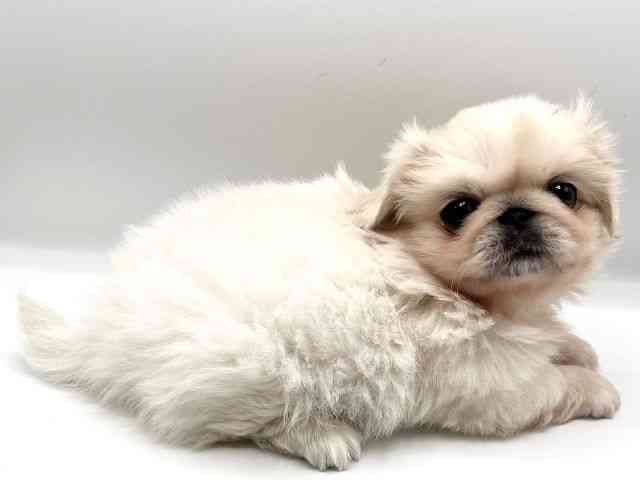 京都府のペキニーズ (ひごペットフレンドリーイオンモール高の原店/2025年9月15日生まれ/女の子/ホワイト)の子犬の2枚目の画像